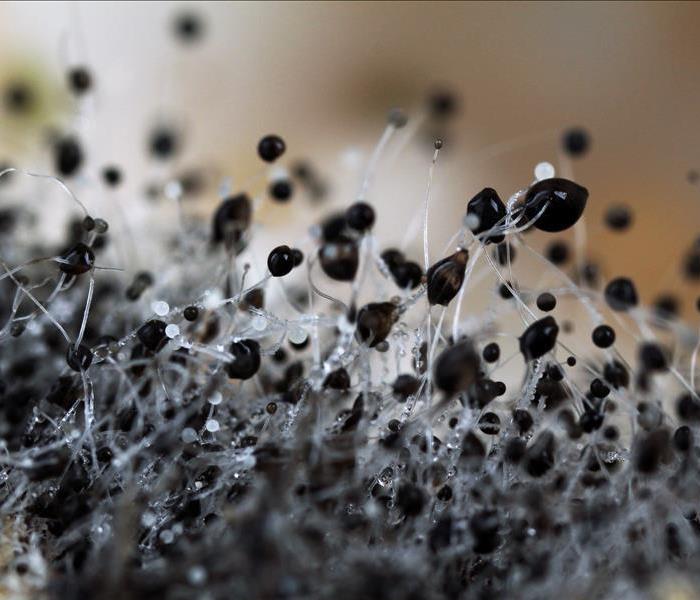 Black Mold